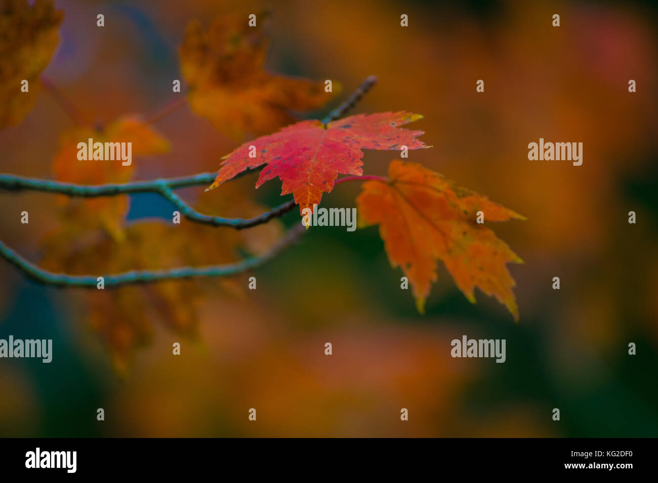 Der Herbst ist ein zweiter Frühling, wenn jedes Blatt ist eine Blume Stockfoto
