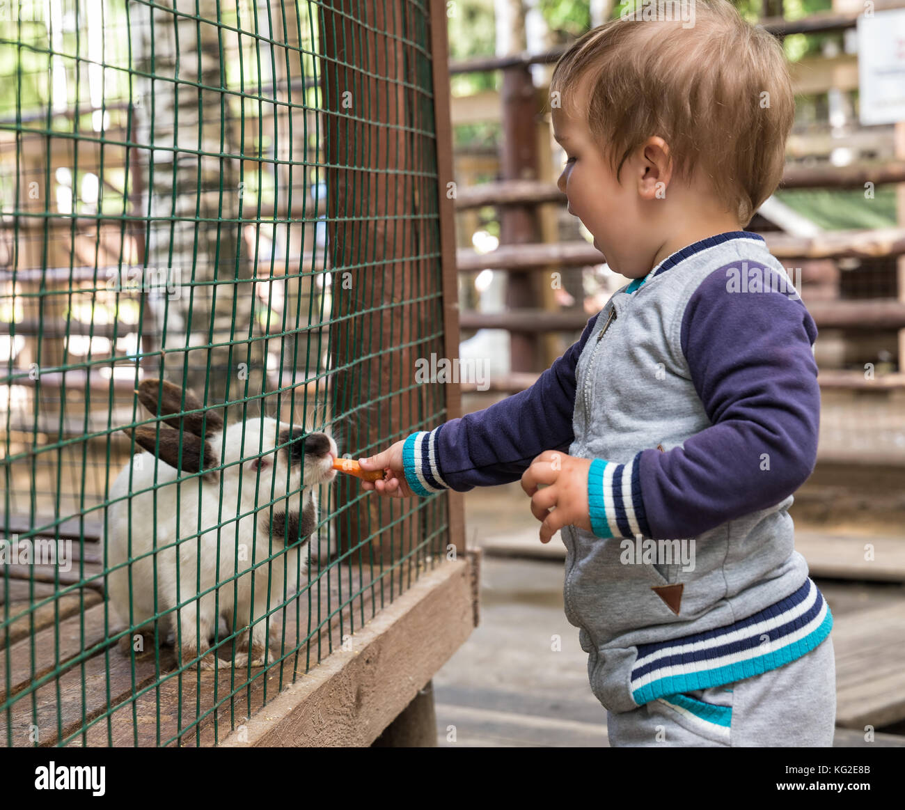 Little boy Fütterung weiße Kaninchen in einen Käfig auf dem Bauernhof Stockfoto