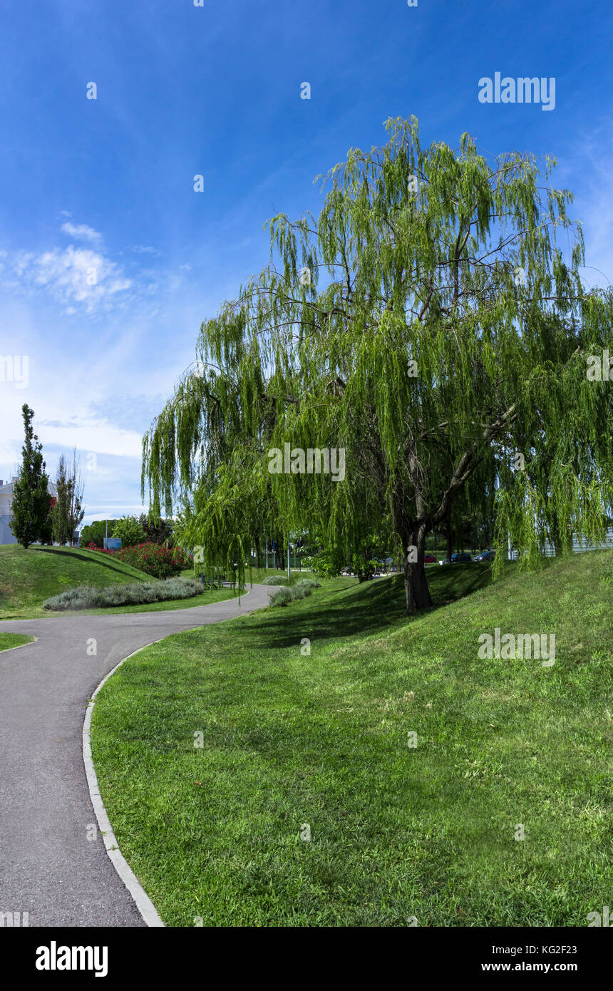 Weeping Willow Tree in einem sauberen städtischen Park mit Bäumen und Blumen Stockfoto