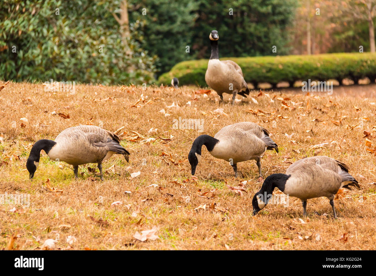 Schwarm Gänse auf der Waldwiese im Park Stockfoto