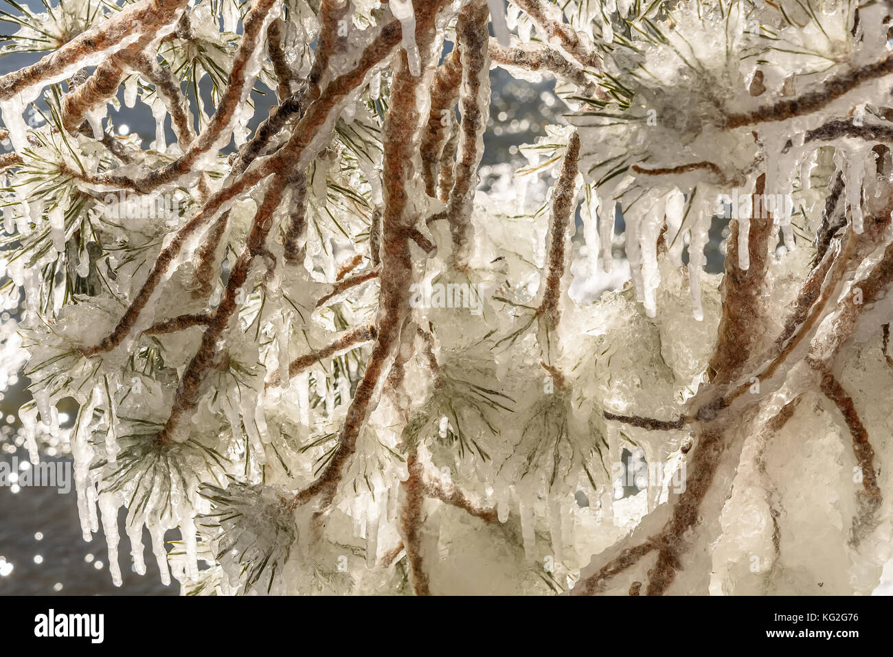 Farbenfrohe Frühling Hintergrund mit einem Muster von Eis und Eiszapfen in verschiedenen Formen und Größen auf verschlungenen Zweige und Nadeln Stockfoto