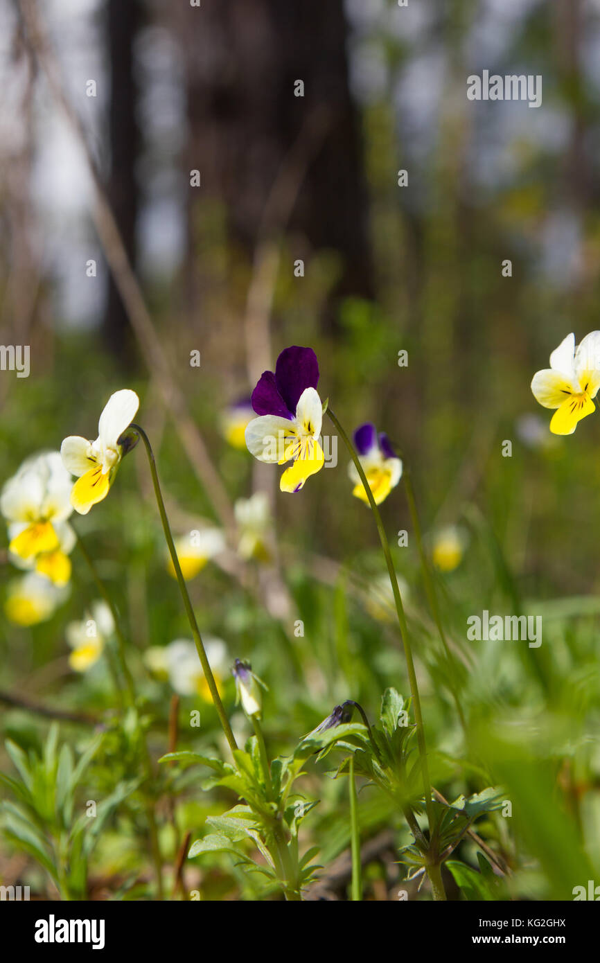 Frühling Natur gemeinsame Veilchen Hintergrund. Viola tricolor, stiefmütterchen Blumen im Frühjahr Wald und Wasser Nahaufnahme. Selektive konzentrieren. mayflower. Stockfoto