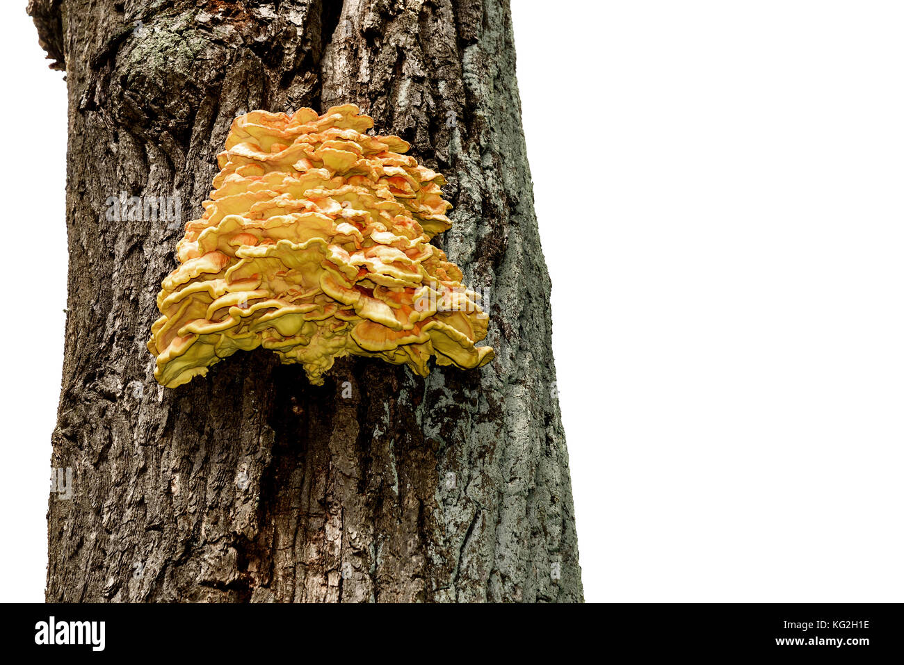 Woody gelb chaga Pilze wachsen auf einem Baumstamm close-up auf weißem Hintergrund Stockfoto