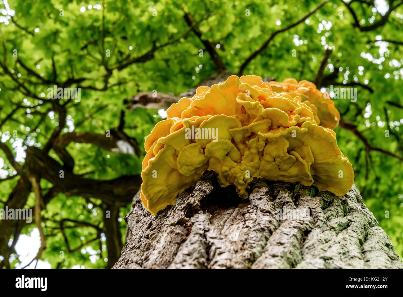 Ansicht von unten ein gelbes chaga Pilzzucht auf einem Baumstamm close-up vor dem hintergrund der grünen Laub Stockfoto