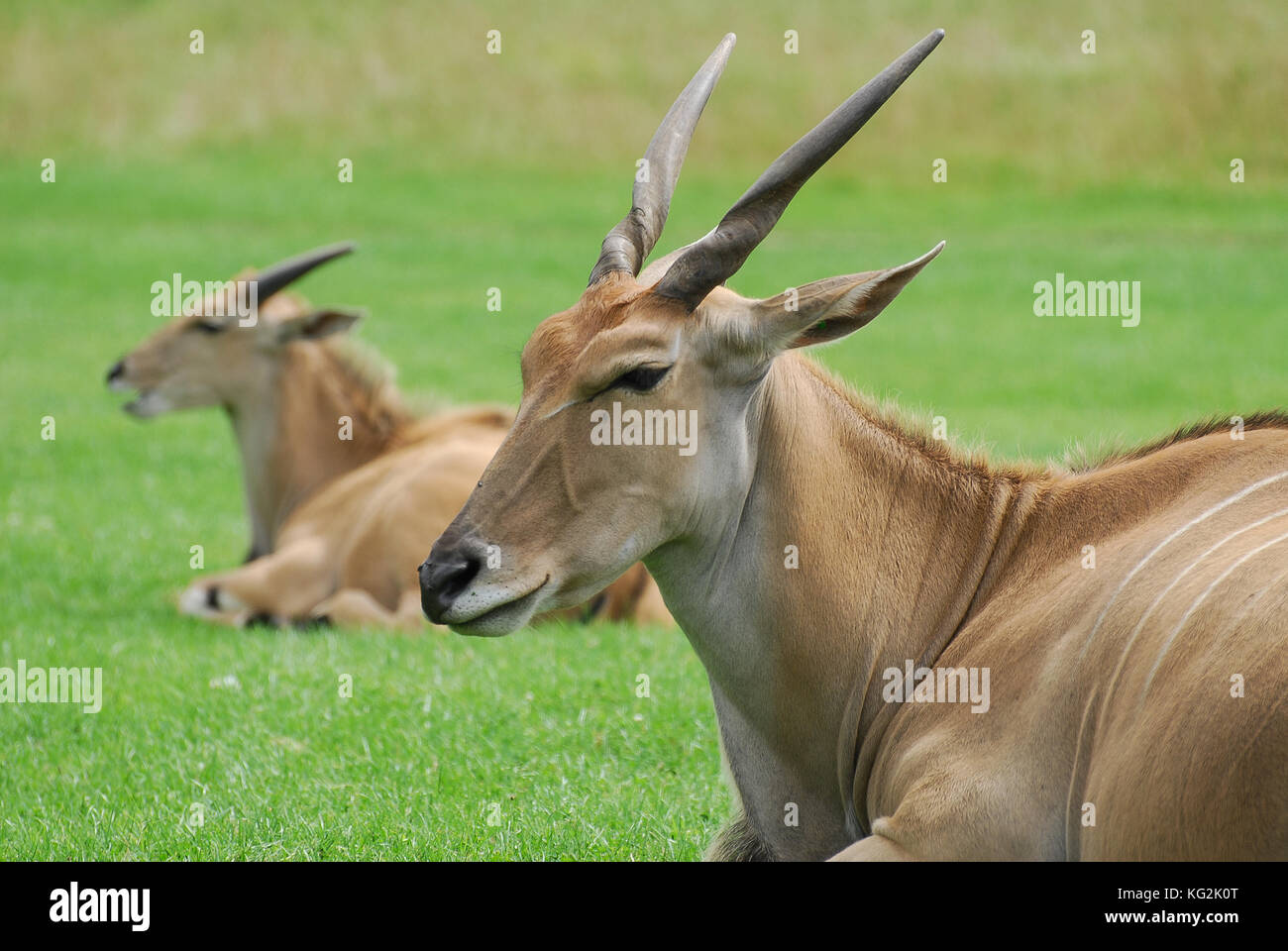 Ein paar Eland eine Pause Stockfoto