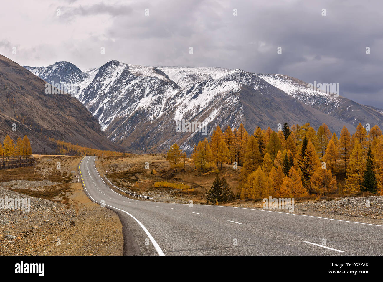 Ein malerischer Herbst Ansicht mit einer asphaltierten Straße, Berge mit Schnee bedeckt und goldene Lärchen vor dem Hintergrund der dunklen Gewitterwolken Stockfoto