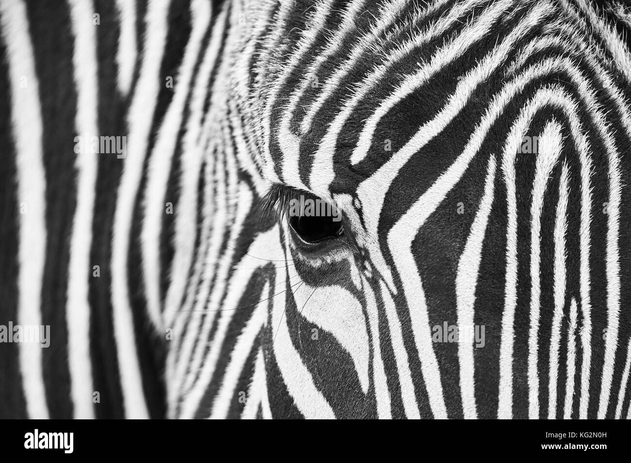 Close-up des Auges eines Zebras mit Haar Details und Muster in Schwarz und Weiß Stockfoto