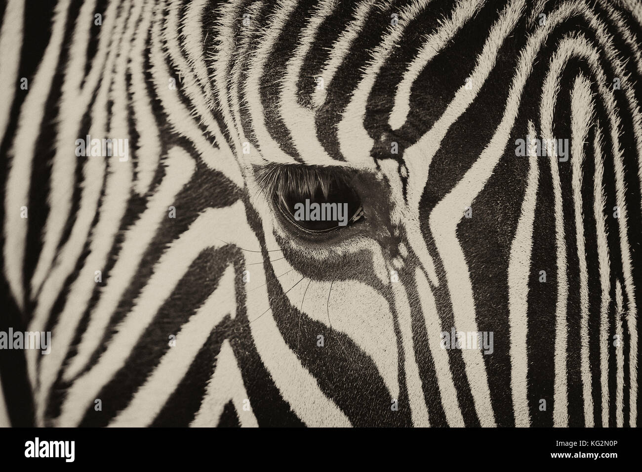 Close-up des Auges eines Zebras mit Haar Details und Muster in Schwarz und Weiß Stockfoto