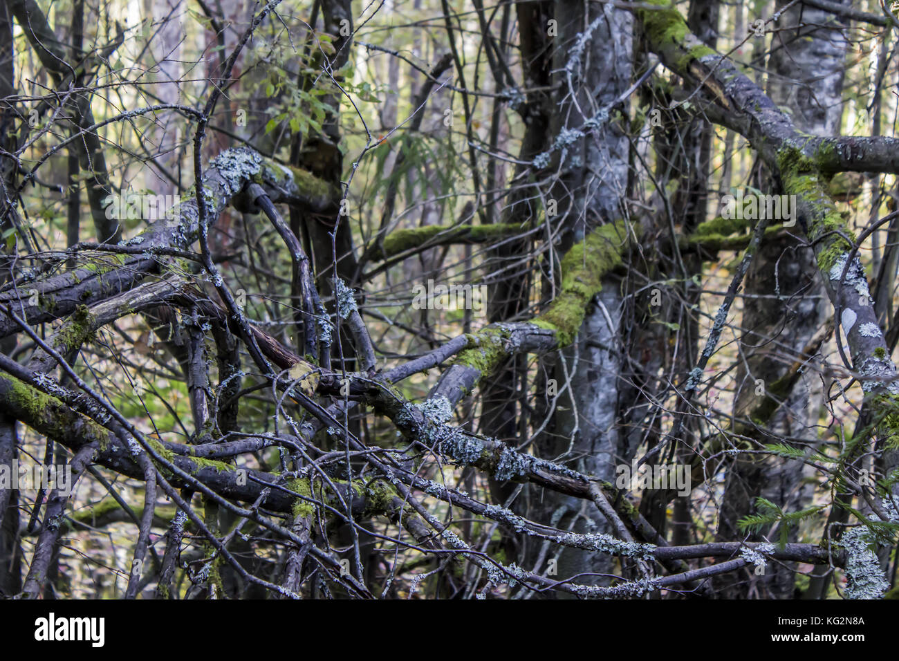 Gewebte Zweige von Bäumen mit Moos, im Wald. Herbst Konzept Natur Stockfoto