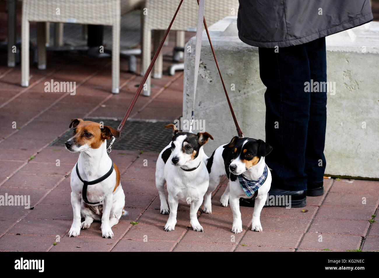 3 einer Art - Le Touquet-Paris-Plage, Pas-de-Calais, Ile-de-France - Frankreich Stockfoto