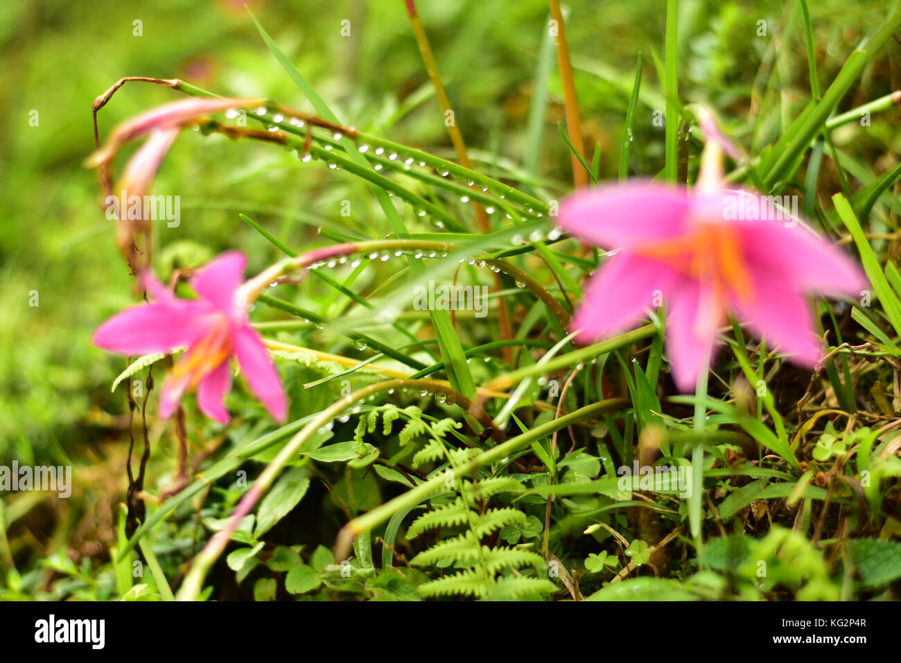 Blumen und grünen Bäumen, Stockfoto