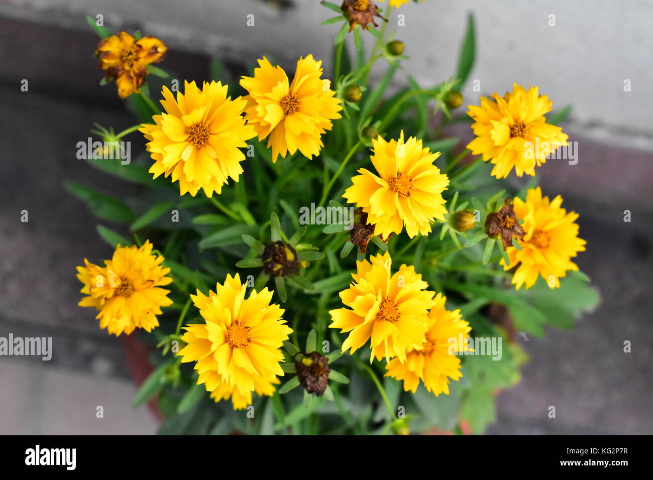 Blumen und grünen Bäumen, Stockfoto