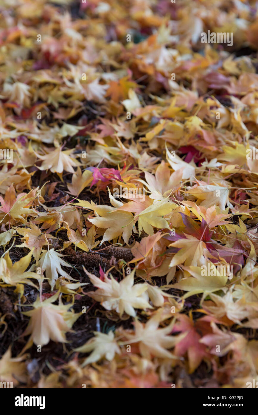 Seattle, Washington: Gefallene japanische Ahornblätter in der Nähe des Seattle Museum für asiatische Kunst in ehrenamtliche Park. Stockfoto