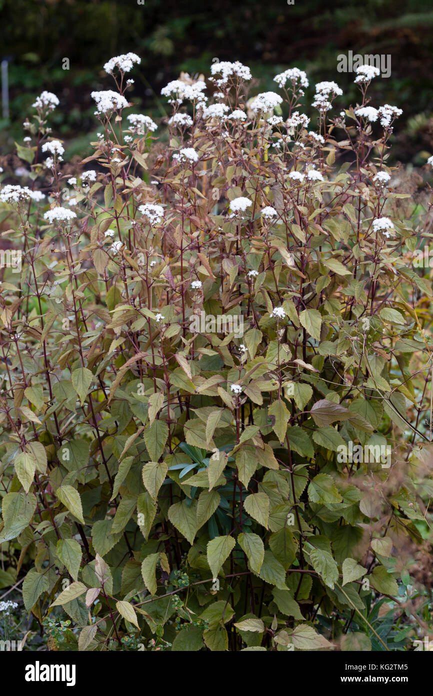 Weiß Herbst Blumen der frommen winterharte Staude, Ageratina altissima 'Chocolate' Stockfoto