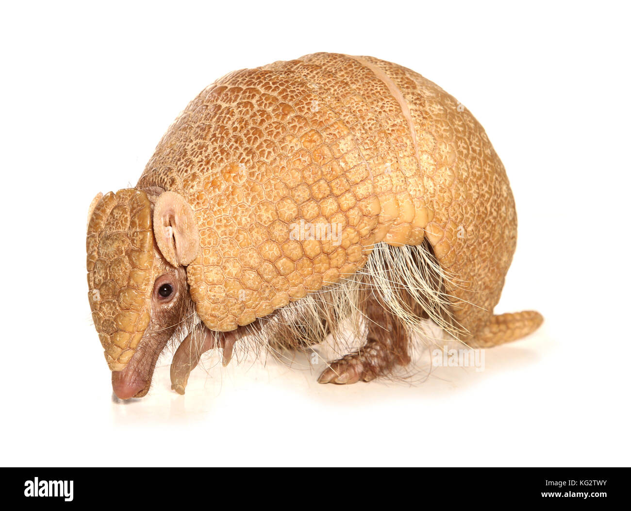 Ein drei-Gebändert armadillo Tolypeutes tricinctus Stockfoto