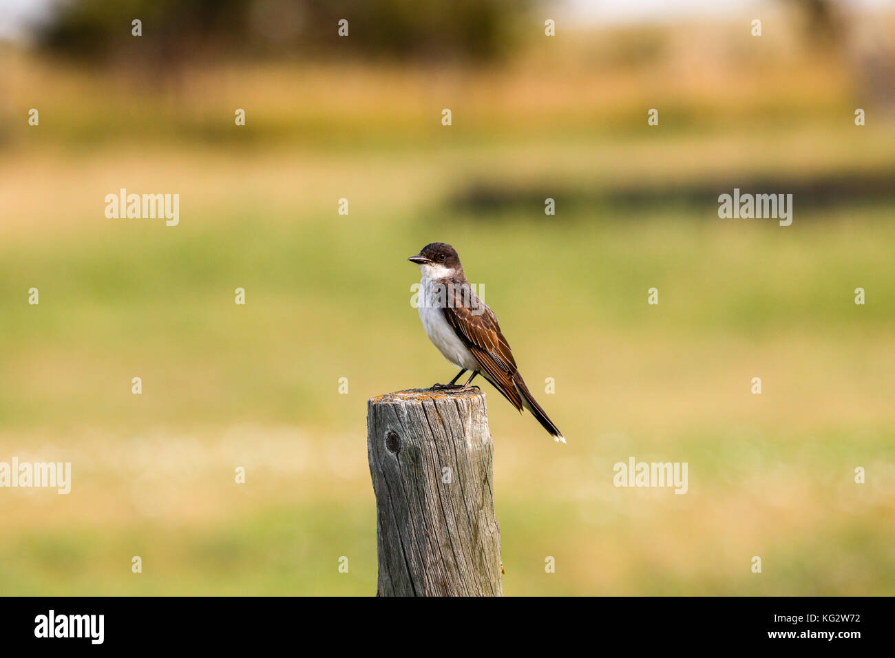 Eastern kingbird (tyrannus tyrannus) Stockfoto