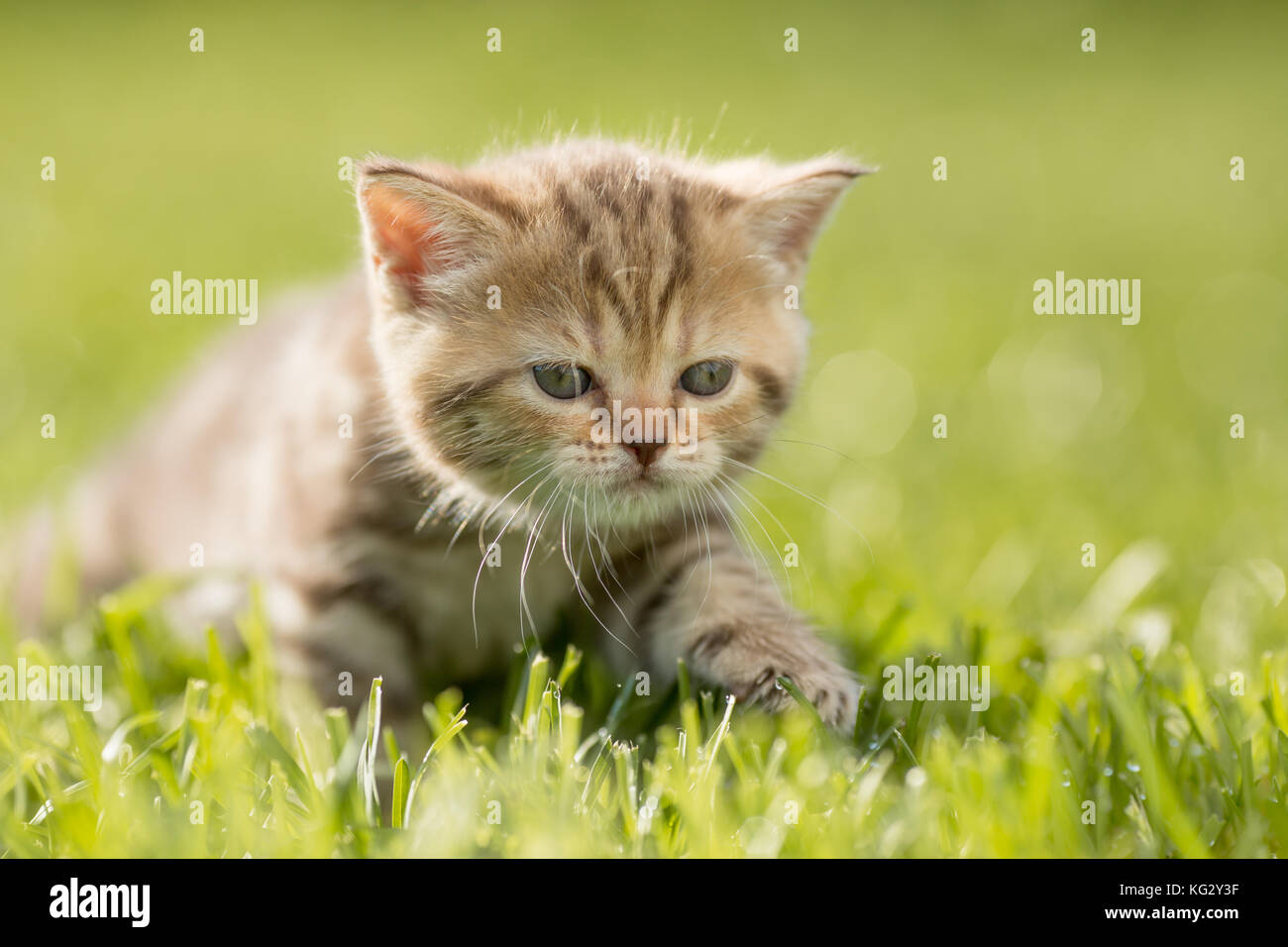 Baby Kätzchen Katze im grünen Gras Stockfoto