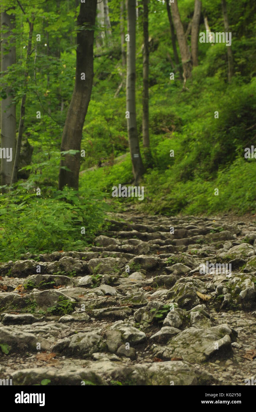 Wanderweg in den Bergen. Pfad zwischen den Felsen in die Buchenwälder. Tourismus und Erholung. Stockfoto