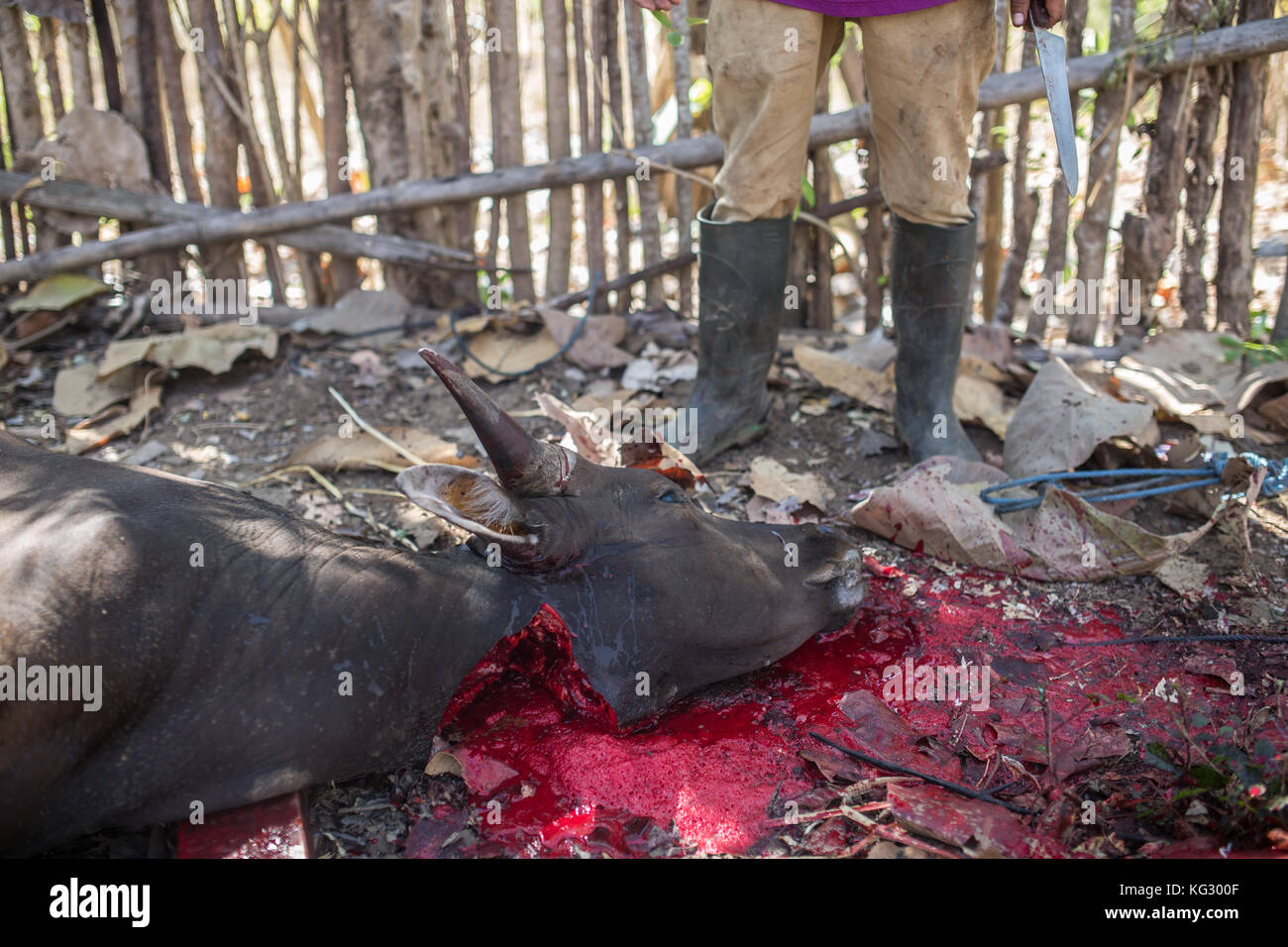 Opfertiere, die an einem traditionellen muslimischen Feiertag geschlachtet werden. Stockfoto