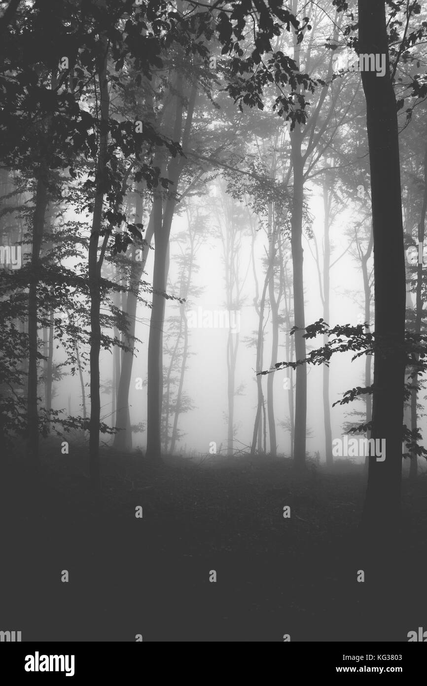 Schwarz-weiß Foto von nebligen Wald im Herbst, Europa, Serbien Stockfoto