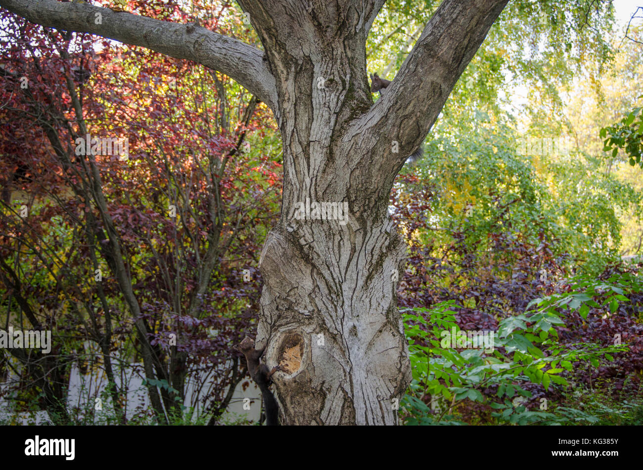 Eichhörnchen spielen auf Baum Stockfoto