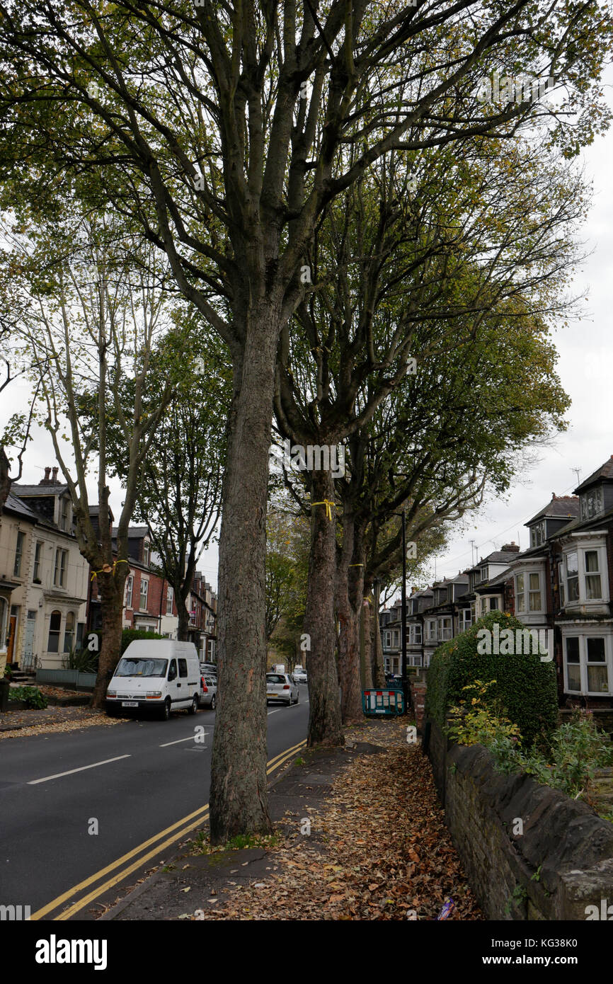 Bäume am Straßenrand in Sheldon Road, Nether Edge, Sheffield England, Großbritannien, unter der Gefahr, Umweltvandalismus zu Fällen Stockfoto