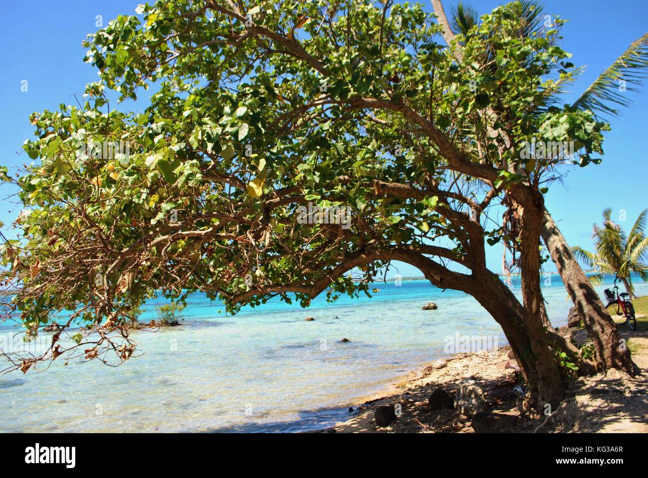 Windward Baum auf Bora Bora's Shores, Sand und Wasser Stockfoto