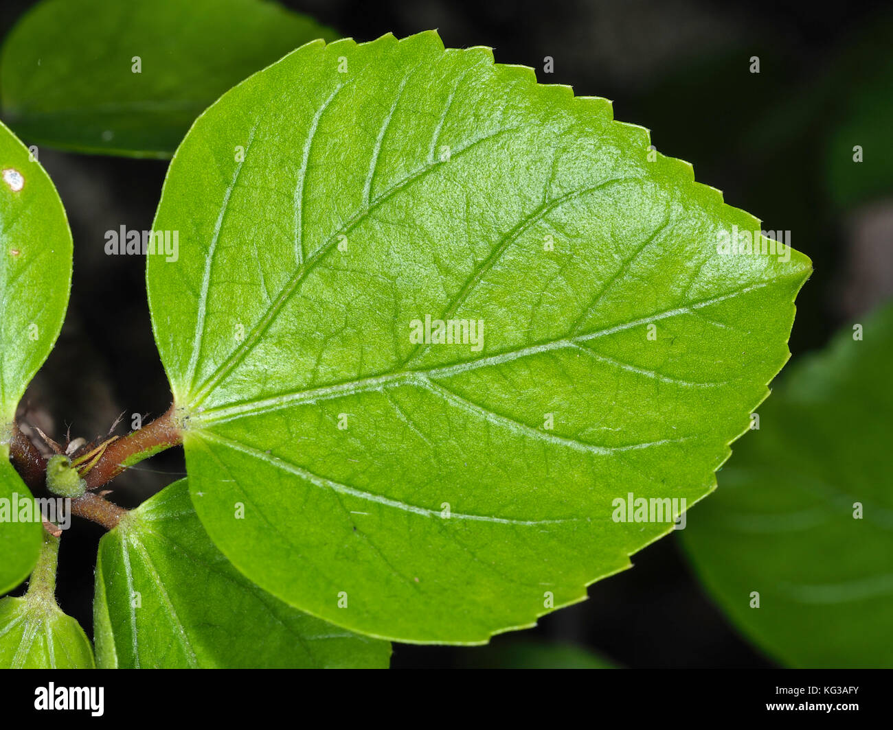 Hawaiian Hibiscus (Hibiscus rosa-sinensis) Blatt close-up Stockfoto