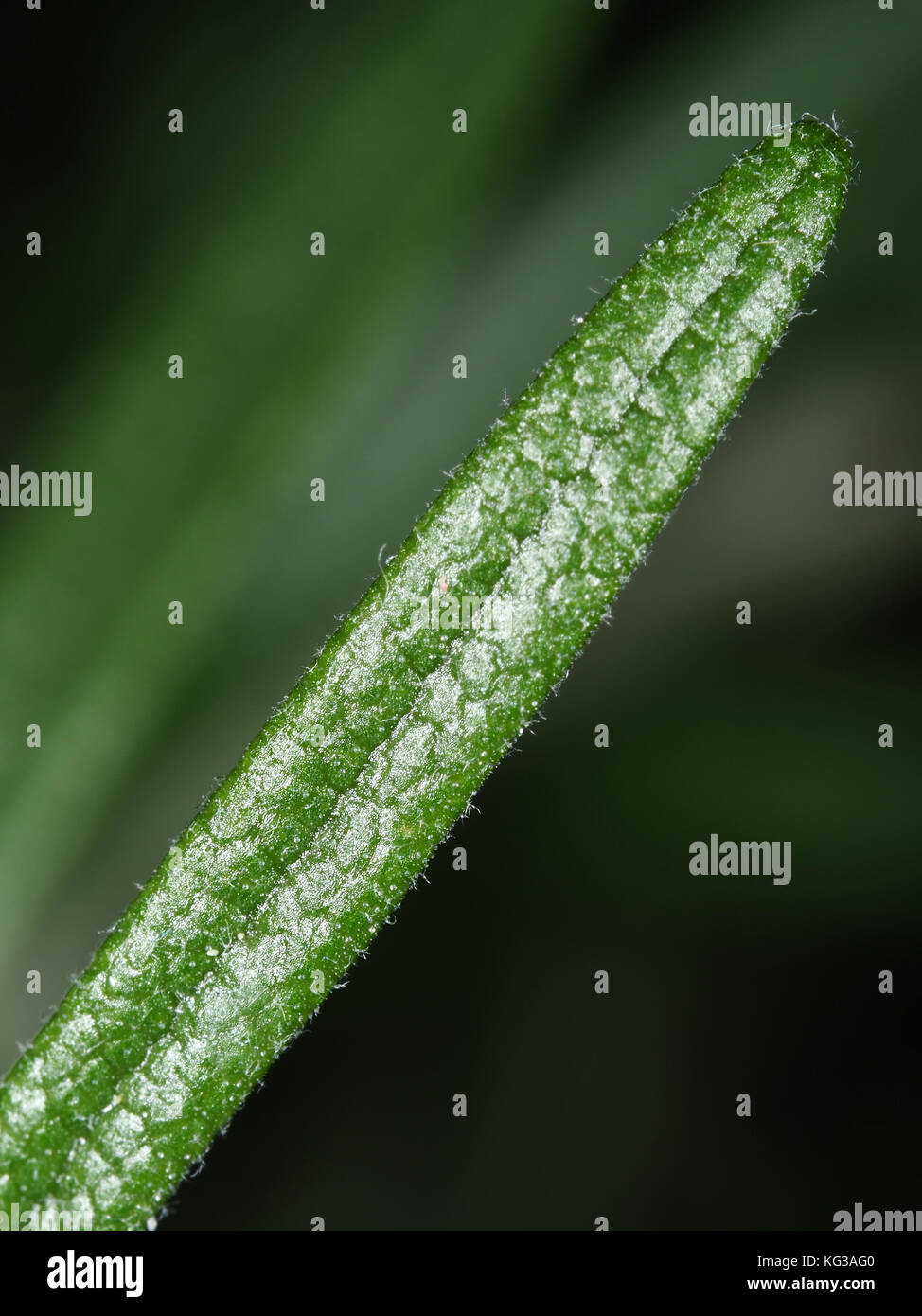 Rosmarin (Rosmarinus officinalis) Blatt close-up Stockfoto