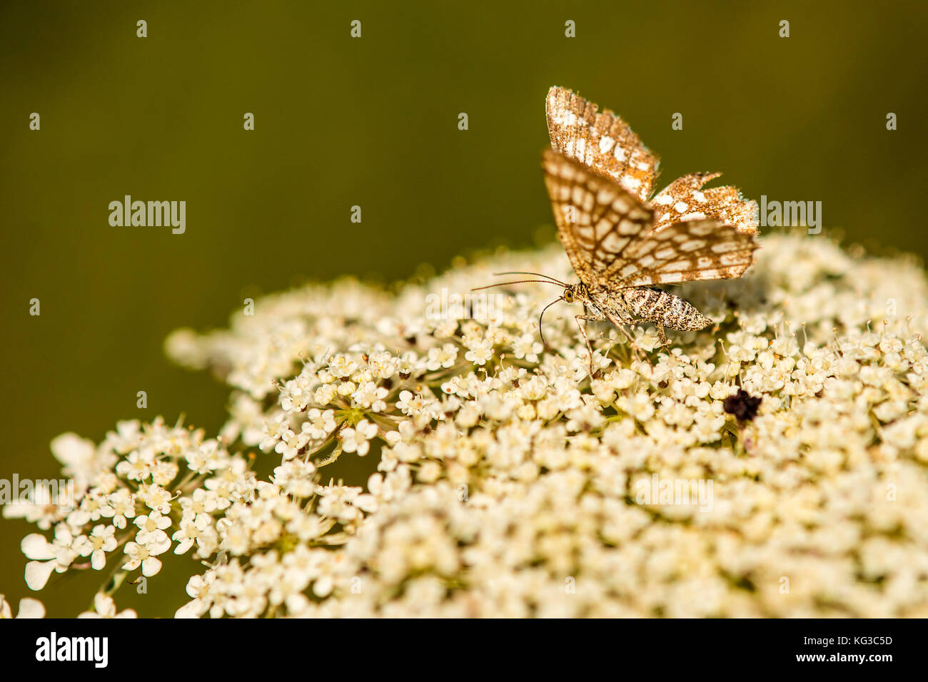 Gitterartige Heide auf Wilde Möhre Blume Stockfoto