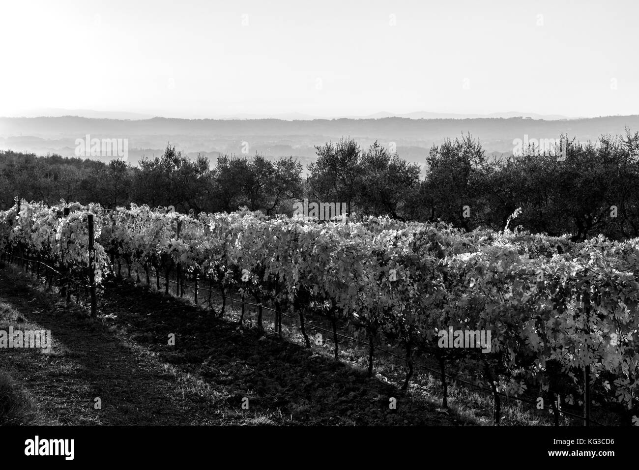 Schöne Aussicht auf den Weinberg bei Sonnenuntergang im Herbst Stockfoto