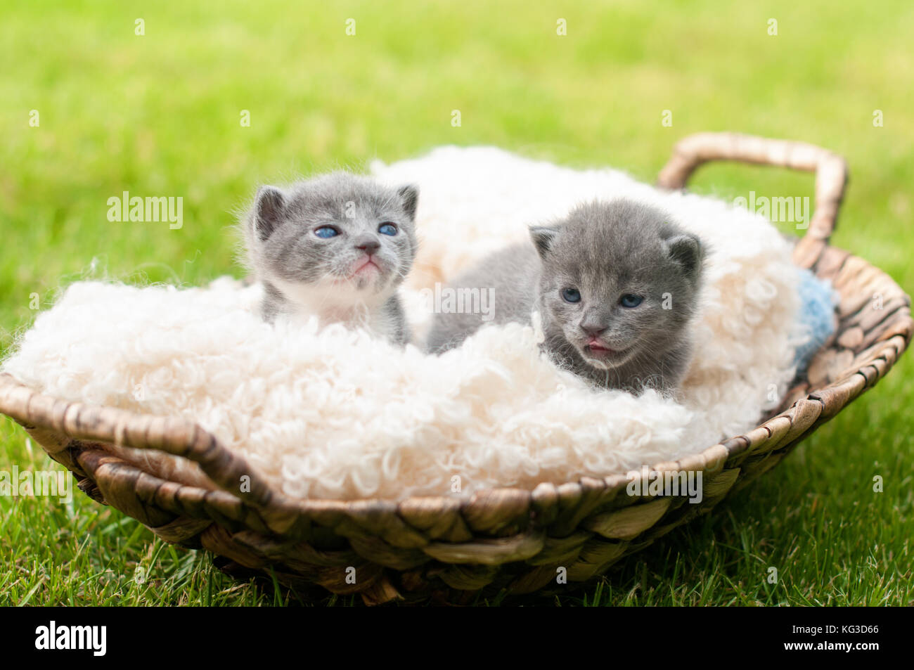 Zwei süße Kätzchen im alten Holz- Warenkorb Stockfoto