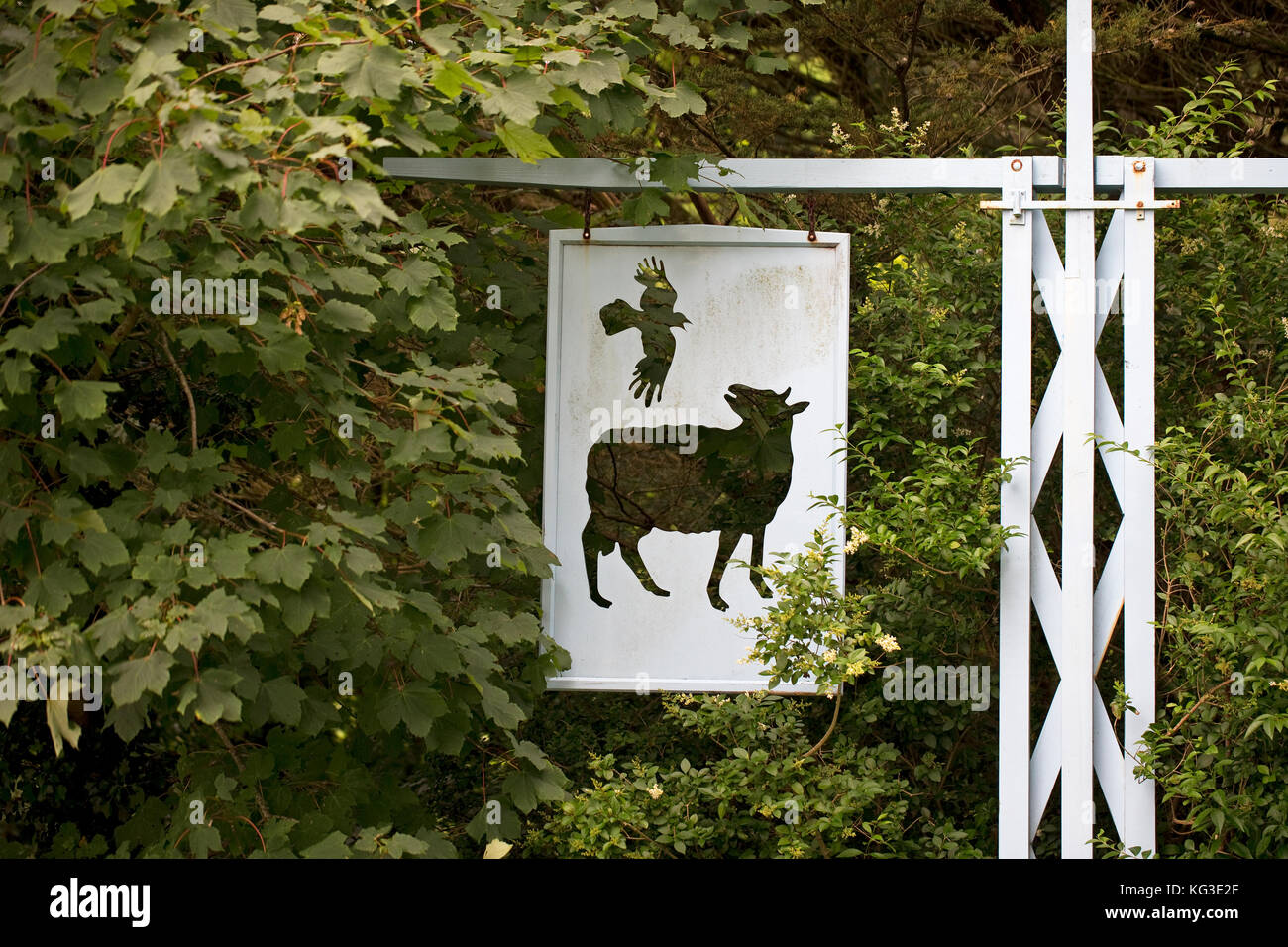 Raven (Corvus Corax) Stockfoto