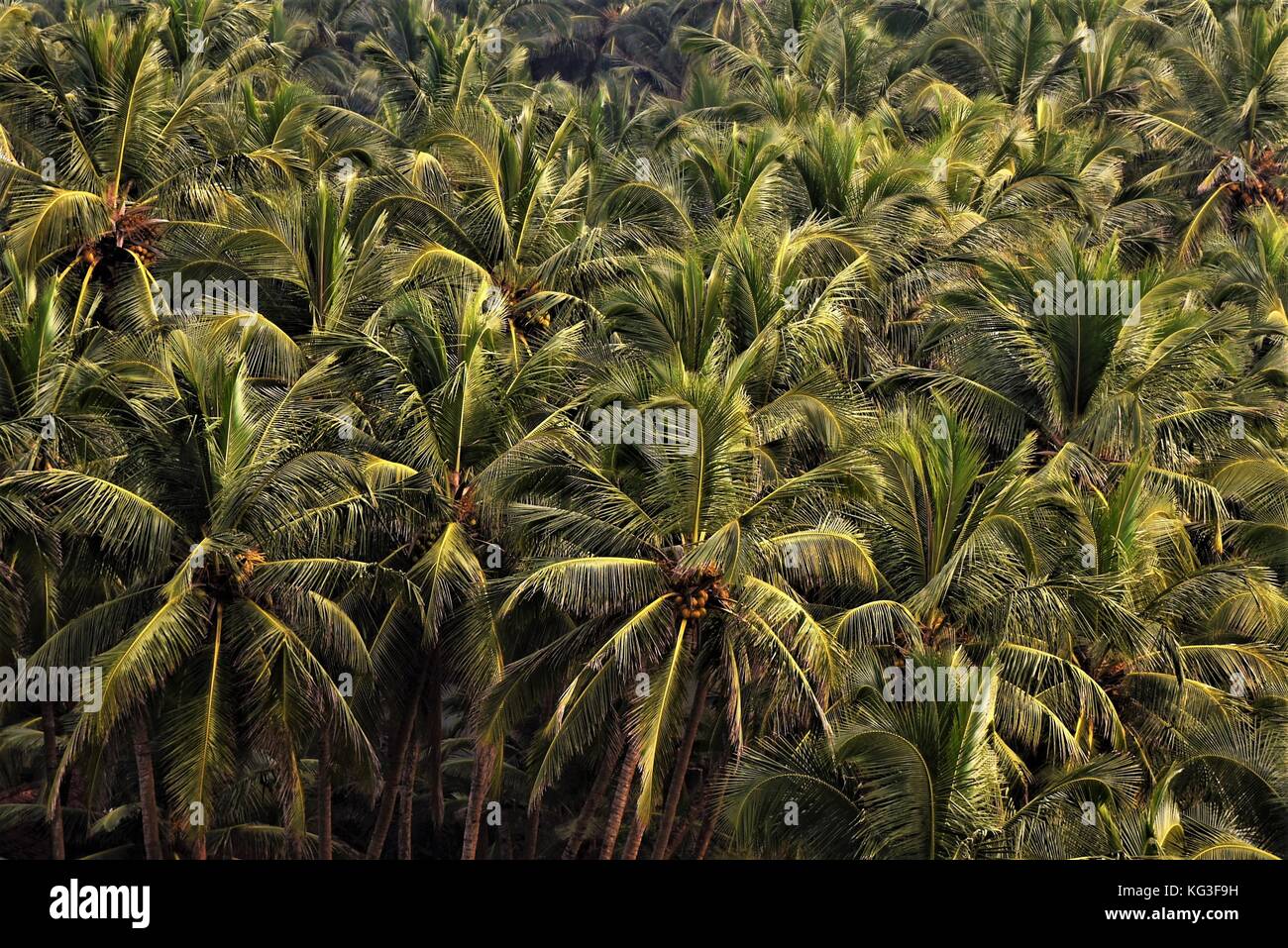 Dichten Kokospalmen am Meer Stockfoto