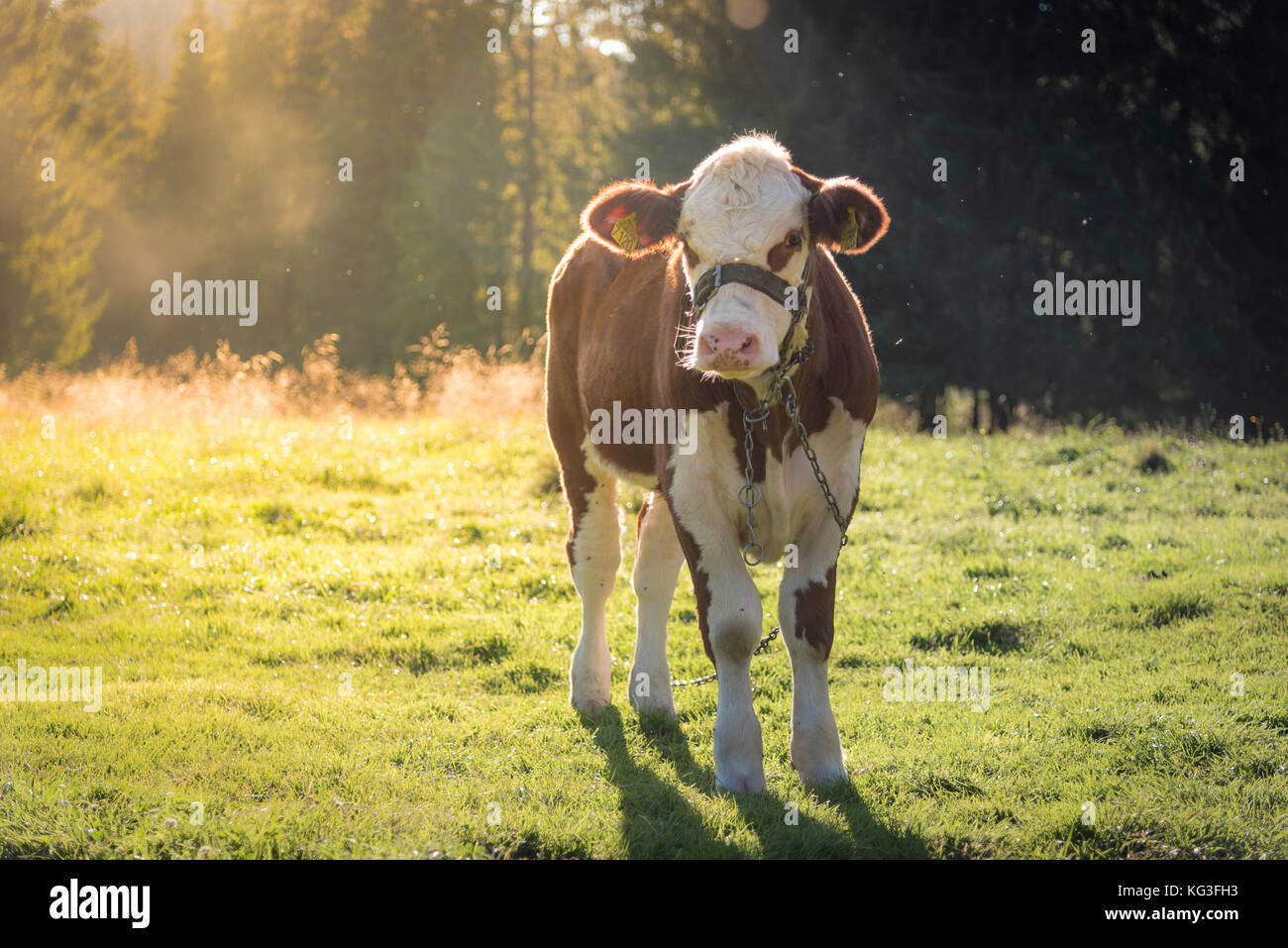 Kuh auf der Wiese weiden Stockfoto