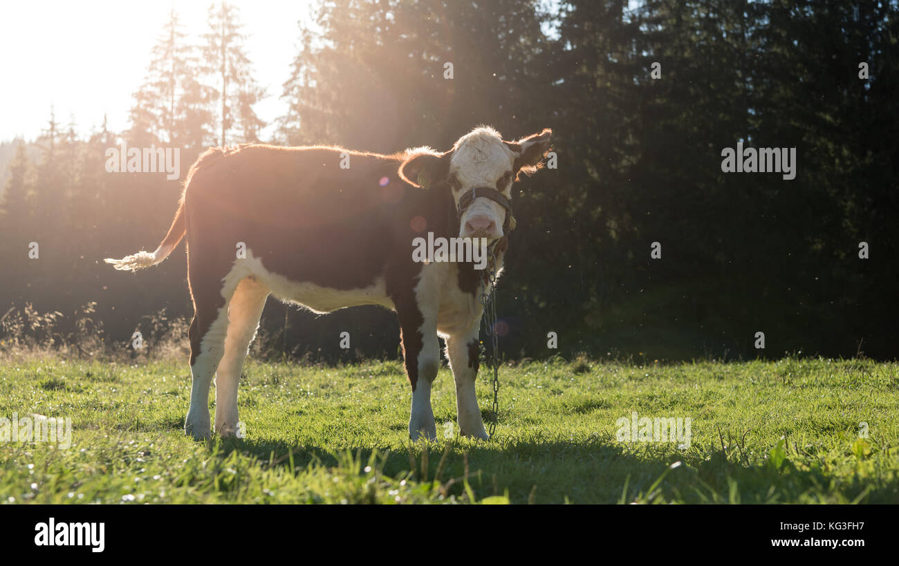 Kuh auf der Wiese weiden Stockfoto