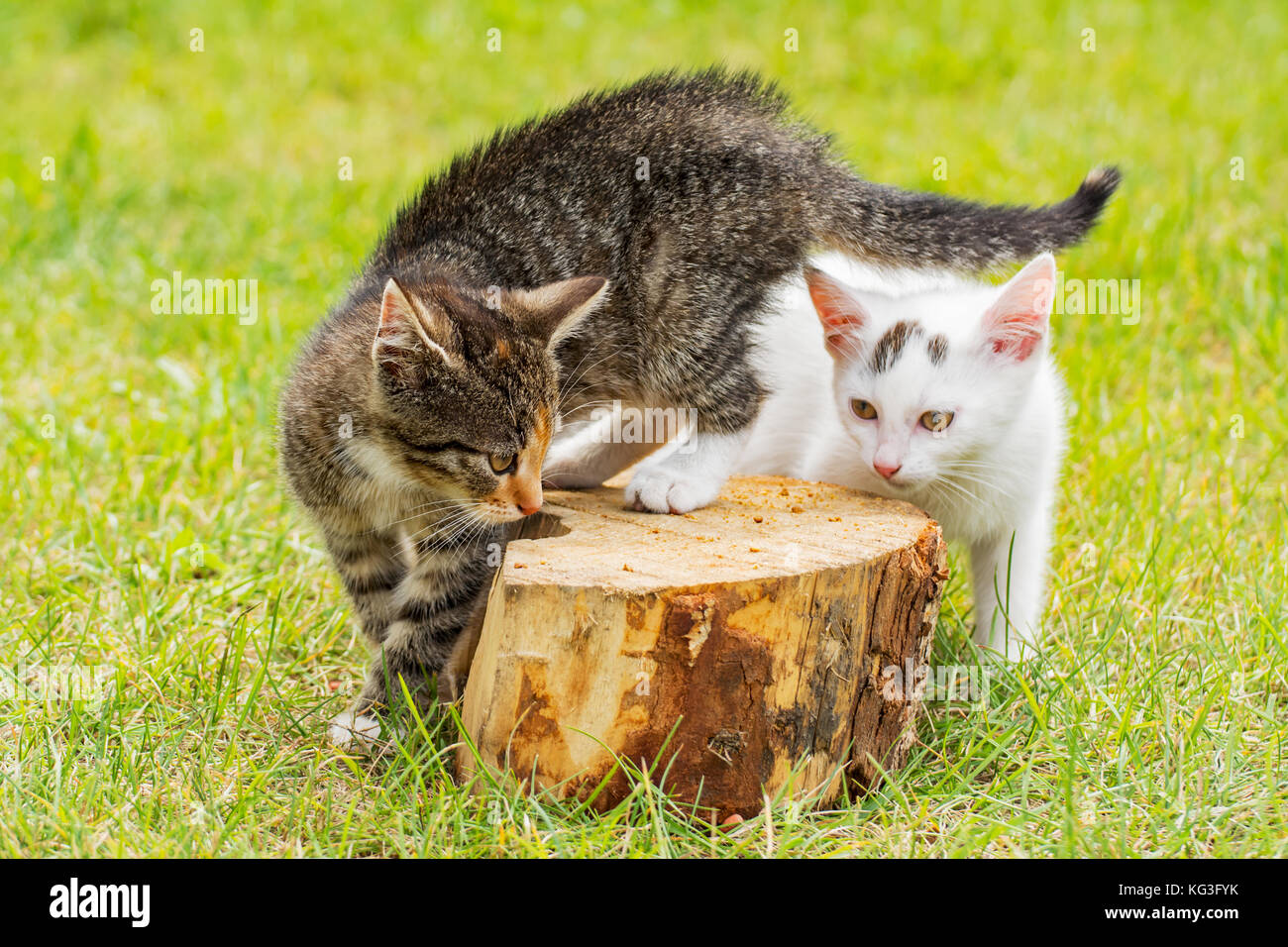 Zwei Kätzchen auf der Suche nach Nahrung auf ein Stück Holz Stockfoto