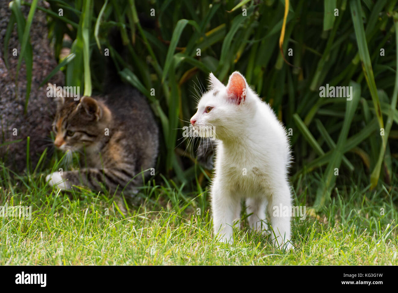 Weiße Katze und graue Kätzchen beim Spielen im Garten Stockfoto