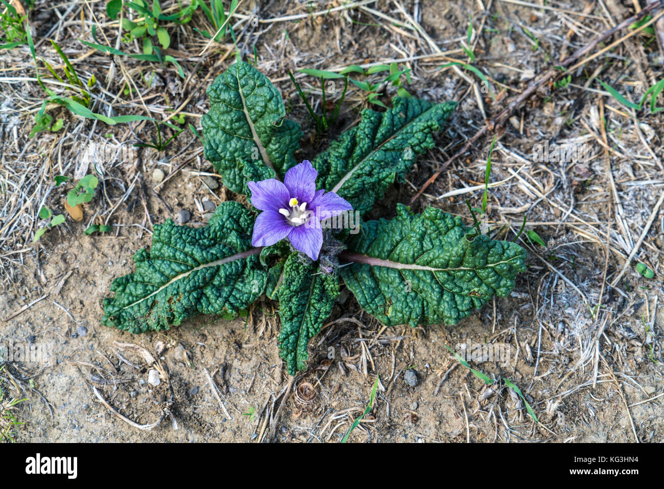 Nahaufnahme eines einzelnen Lila Blume der Alraune (Mandragora autumnalis), Sizilien, Italien. Es hat eine große Wurzel tippen und enthält giftige Alkaloide Stockfoto