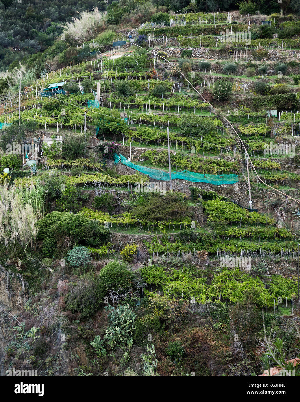 Hang Weinberg, Cinque Terre, Ligurien, Italien. Stockfoto