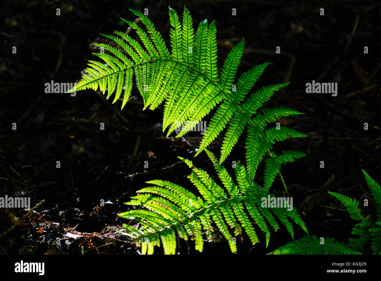 Farn Wedel zurück beleuchtet und von einem Sonnenstrahl gegen einen Schatten Hintergrund beleuchtet Stockfoto