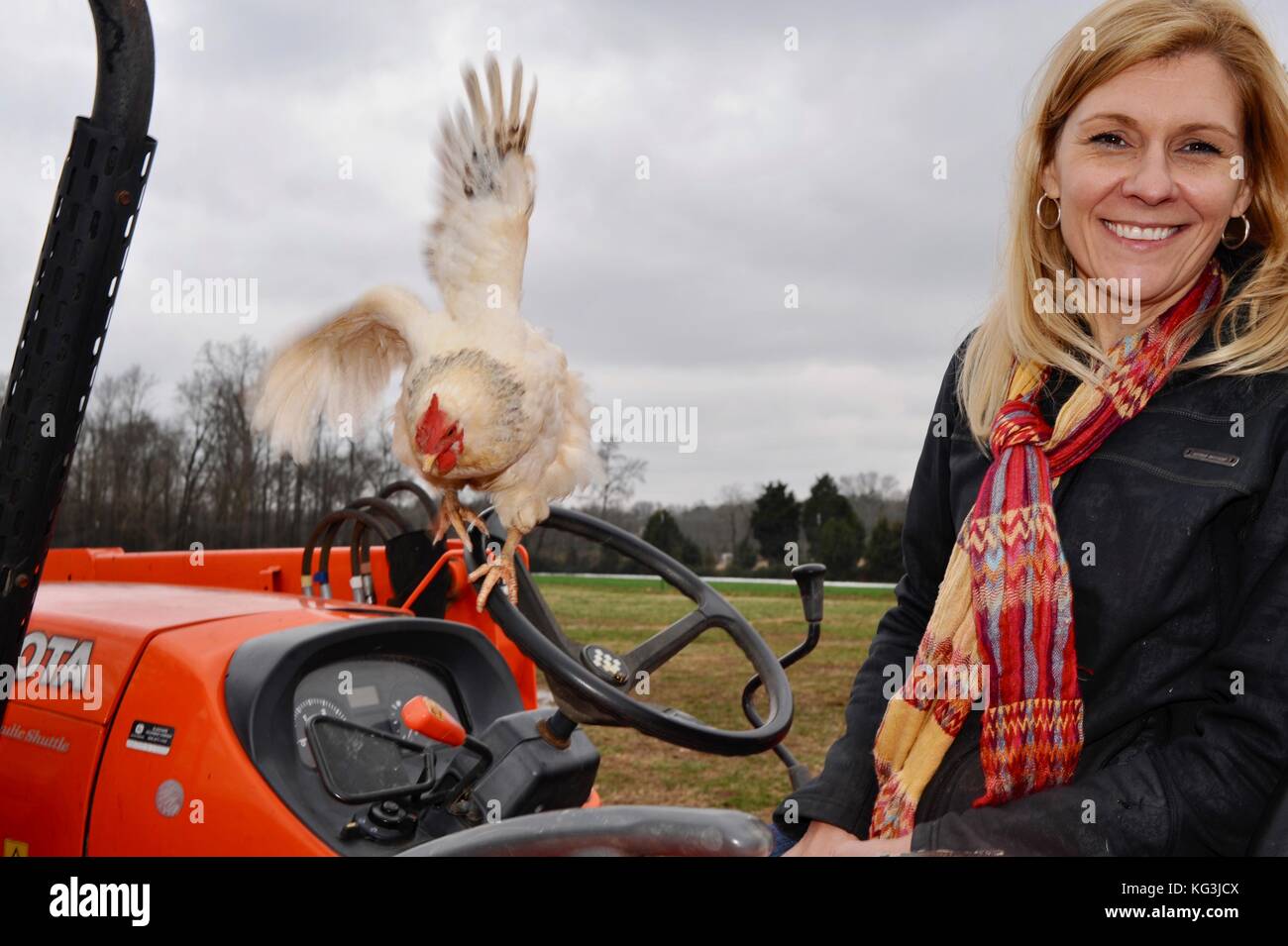 Frau Bauer auf dem Traktor mit Huhn bei Kluge acres Organic Farm, ein u-pick Erdbeere Landwirtschaft betrieb in Indian Trail, North Carolina, USA Stockfoto