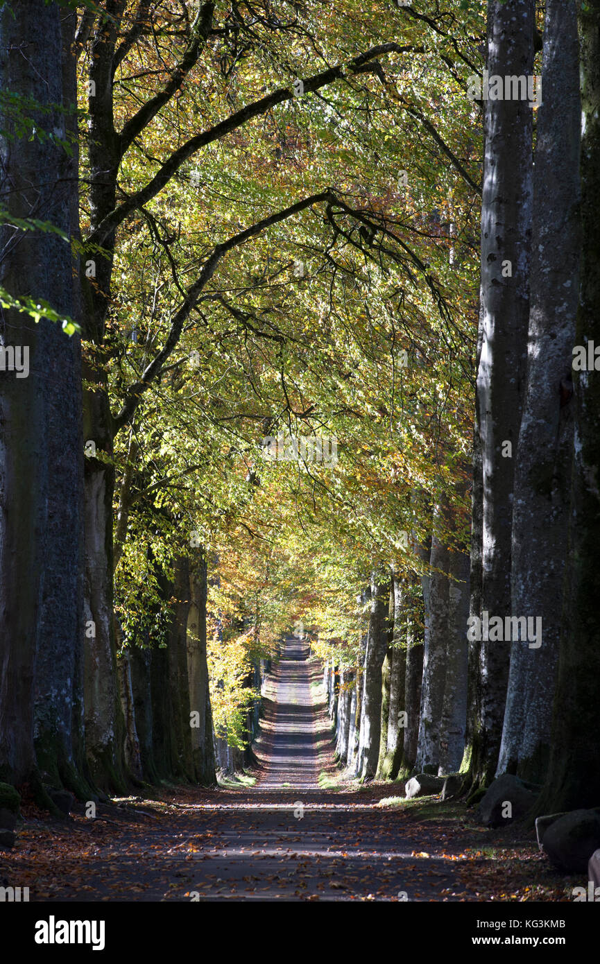 Buche Allee am Eingang zu Drummond Gärten, in der Nähe von Crieff, Perthshire, Schottland. Stockfoto