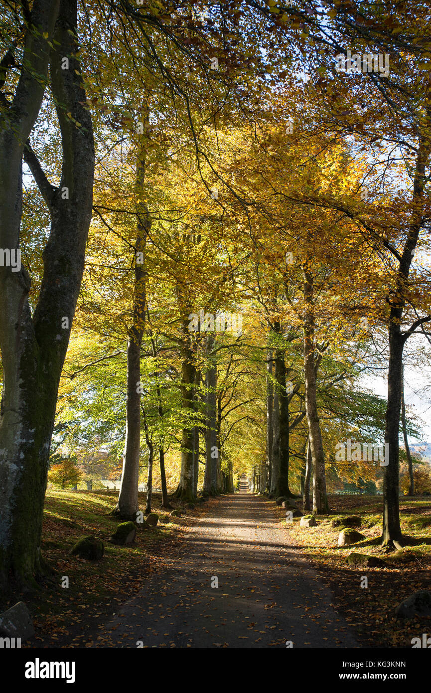 Buche Allee am Eingang zu Drummond Gärten, in der Nähe von Crieff, Perthshire, Schottland. Stockfoto