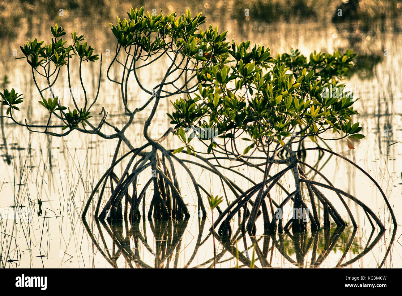 Rote Mangrove (Rhizophora mangle), Everglades National Park, Florida Stockfoto