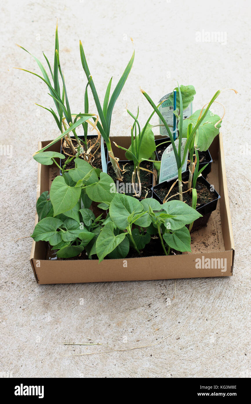 Knoblauch, Auberginen und grüne Bohnen Sämlinge bereit, in den Boden gepflanzt zu werden. Stockfoto