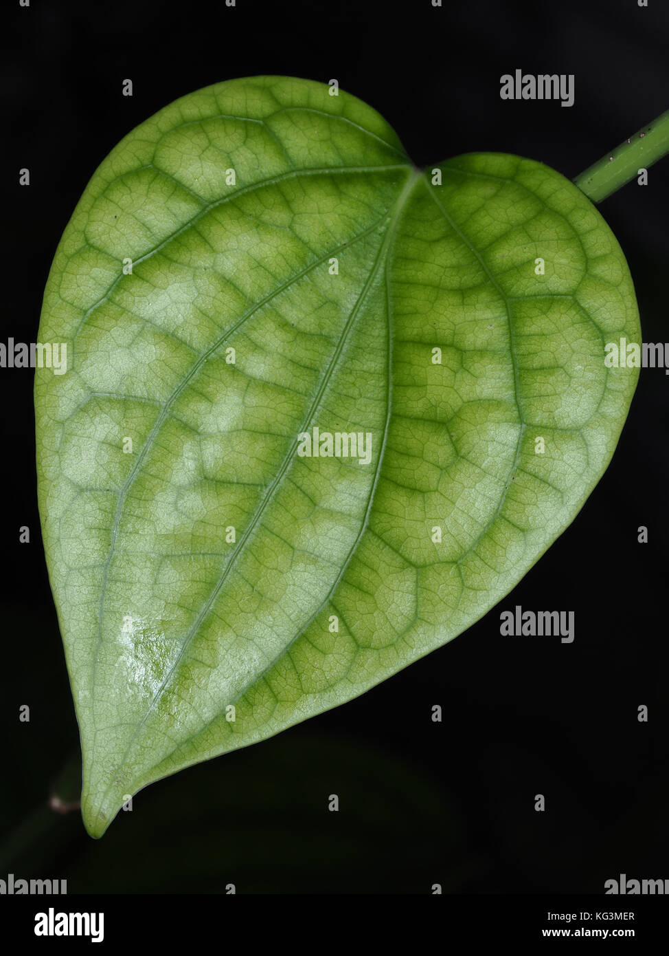 Schwarzer Pfeffer (Piper nigrum) Blatt close-up Stockfoto