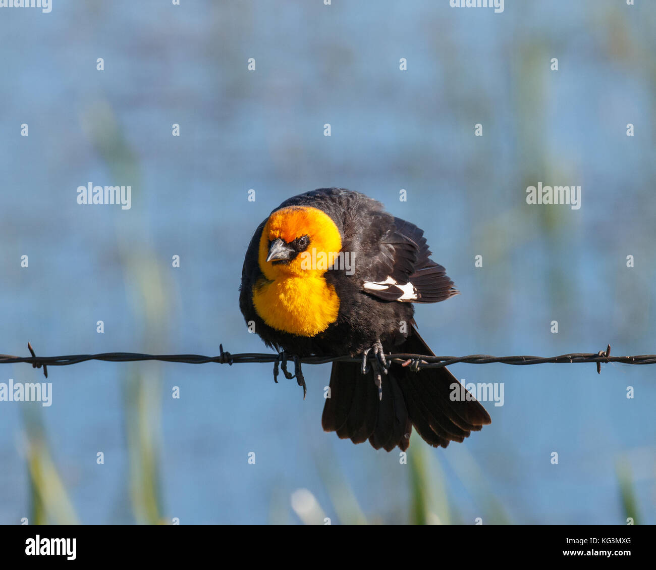 Yellow-headed blackbird mit einem intensiven Blick, während auf einem Stacheldraht thront. Stockfoto