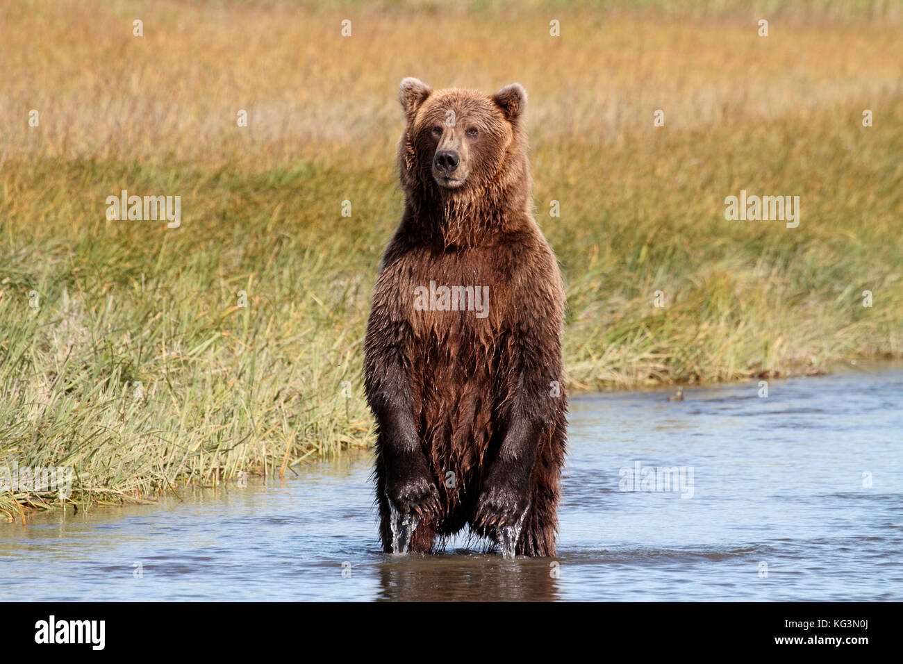 Ein Porträt einer Jagd alaska Braunbär, Grizzly, aufrecht im Wasser mit einem Hintergrund von gelben und grünen Segge Gräser. Stockfoto
