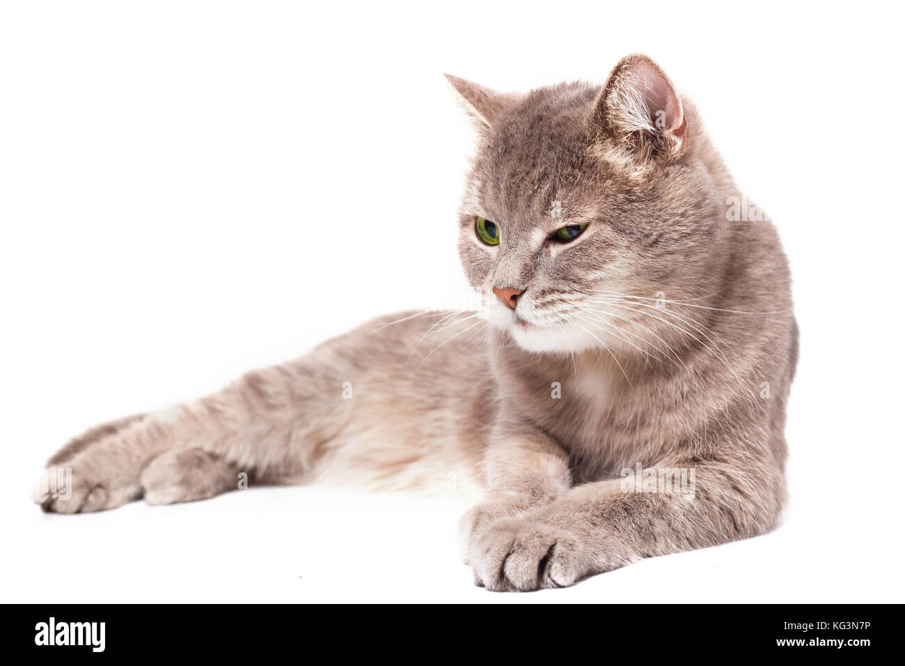 Die graue Katze liegt auf der einen Seite einen weißen Hintergrund. Es auf Weiß isoliert ist, die kleine Tiefe der Schärfe, selektiven Fokus Stockfoto